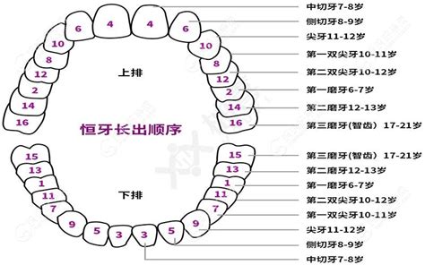 大牙位置|28颗牙齿编号位置图